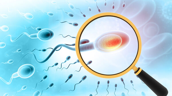 Phát triển tế bào tinh trùng từ tế bào gốc linh trưởng