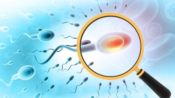 Scientists develop sperm cells from primate stem cells
