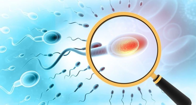 Phát triển tế bào tinh trùng từ tế bào gốc linh trưởng